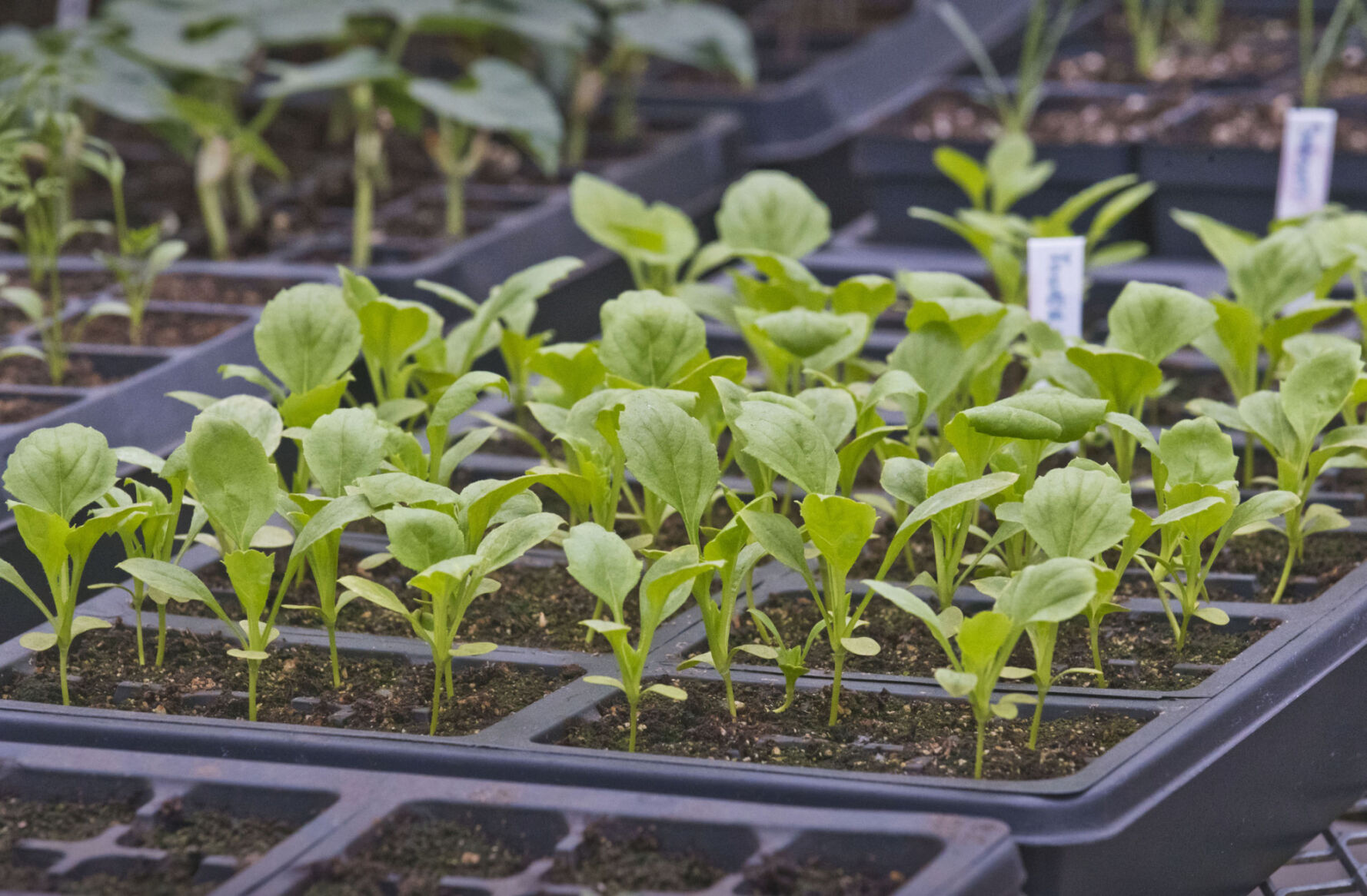 Flower farmers in Hermon getting in the ‘grewve’ for second season